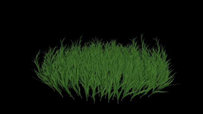 植物草生长动画带通道视频素材