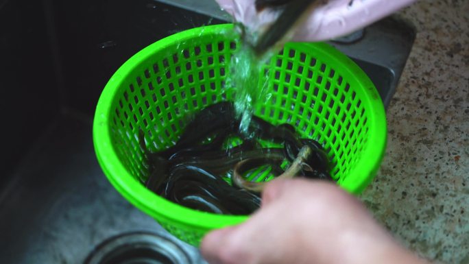 水盆里养殖的活黄鳝特写