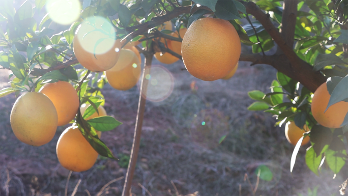 4K脐橙橙子丰收果实实拍视频