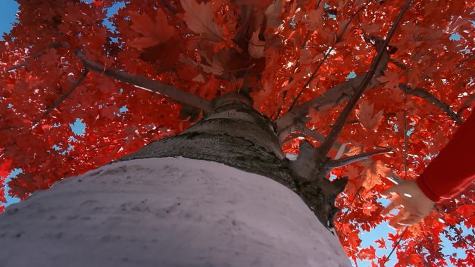 秋天的枫叶红了