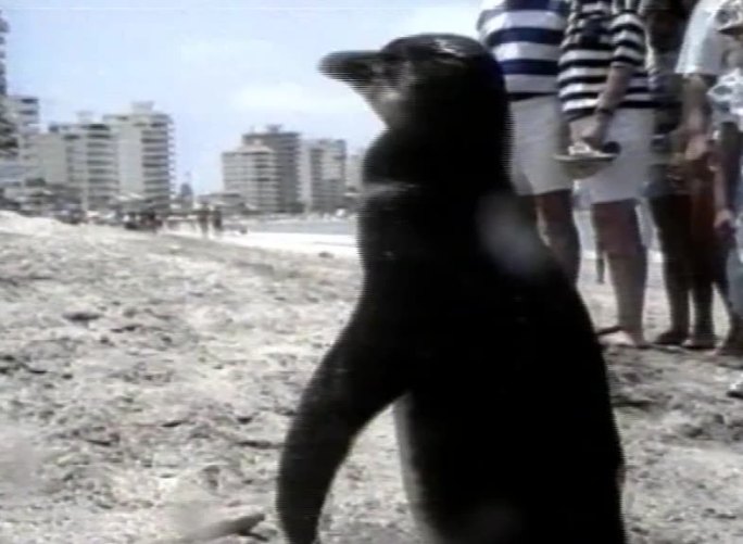 厄瓜多尔发现一只企鹅