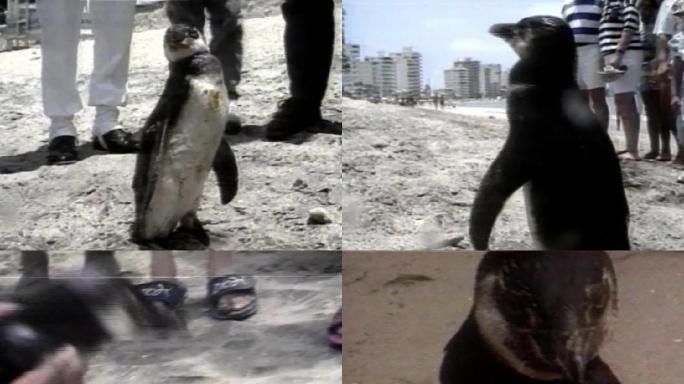 厄瓜多尔发现一只企鹅