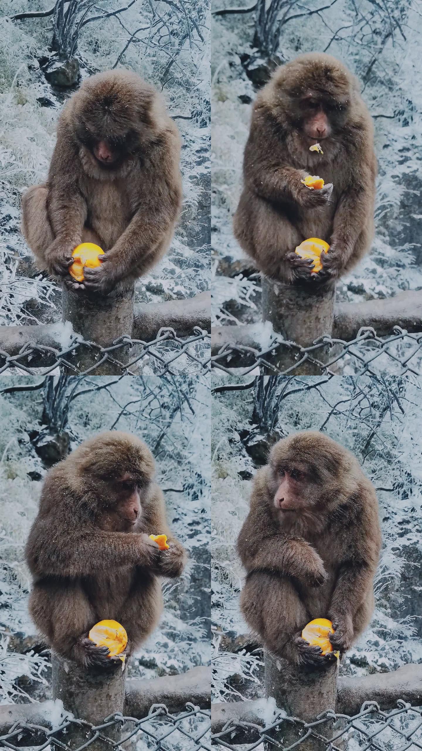 四川峨眉山冬天藏酋猴吃水果