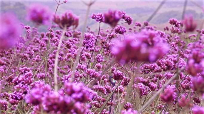 美丽的紫色马鞭草花