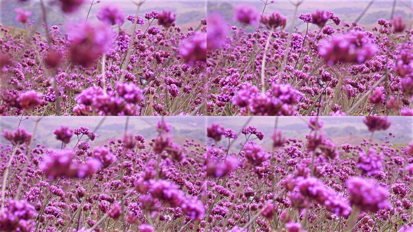 美丽的紫色马鞭草花