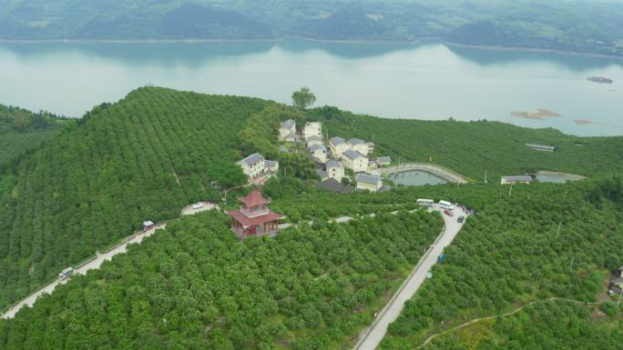 航拍四川长江边的柑橘种植园