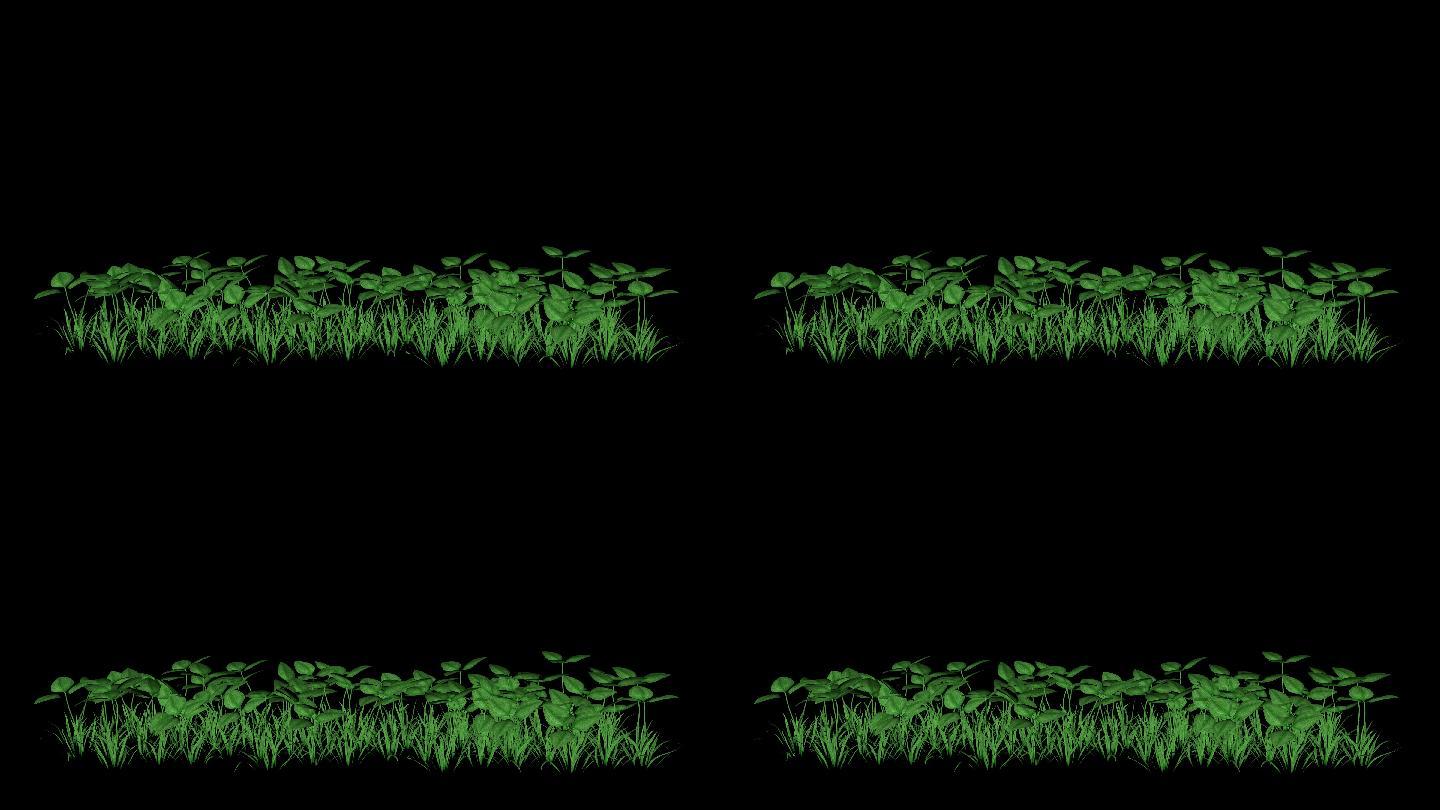 植物草生长动画带通道