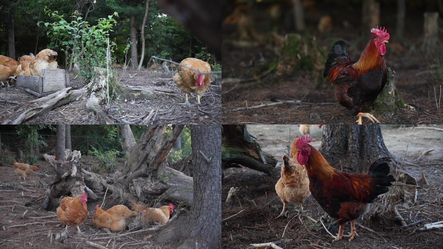 林子里养鸡 散养鸡