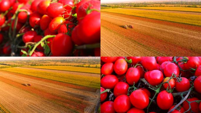 新疆沙湾机械化收番茄西红柿