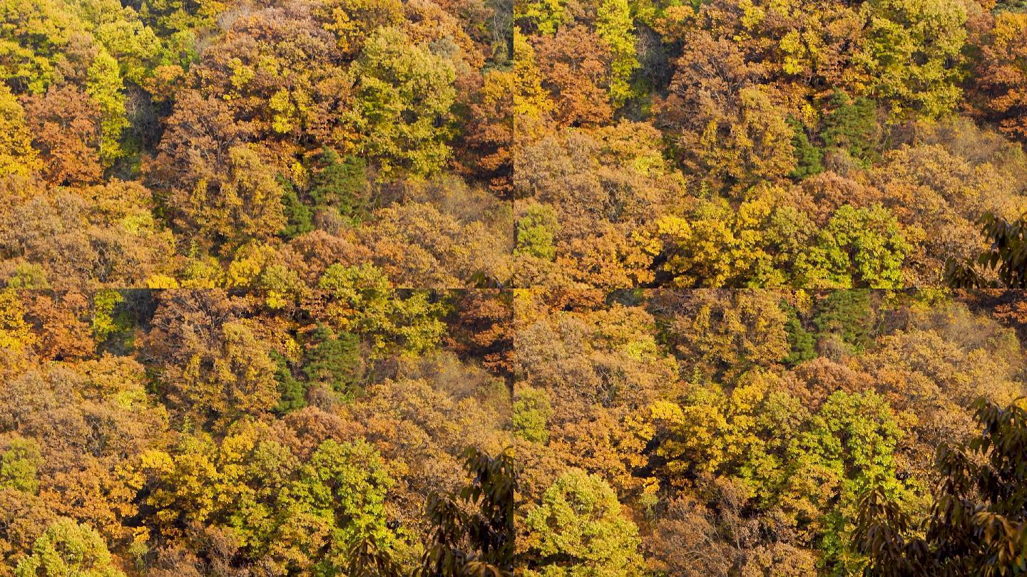秋天满山的树06