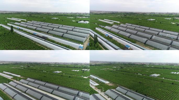 宁夏灵武大秦枣业种植基地绿色大棚航拍4K