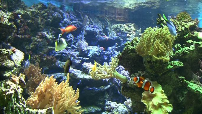 珊瑚群落岩石底层珊瑚岛海底地形深海颜色