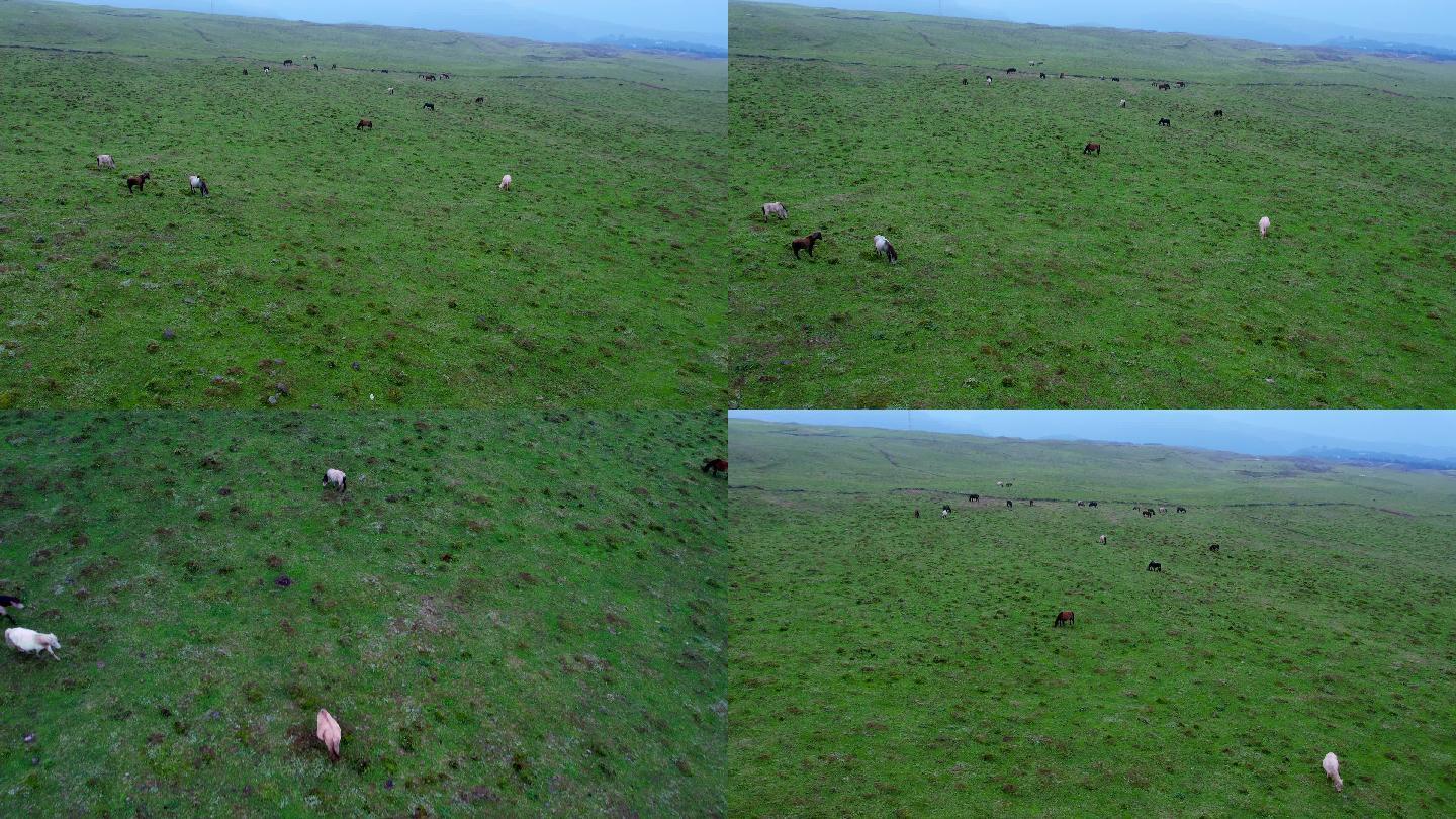 航拍牛羊马奔跑吃草活力年轻旅游乌蒙大草原