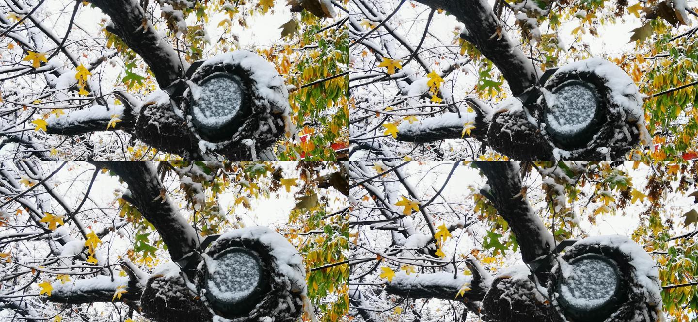 冬天雪景，秋景未去雪以来