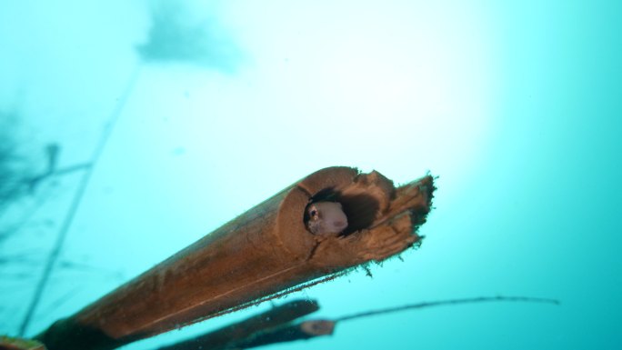 藏在竹海下的小黑鱼
