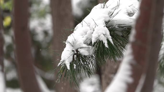 4k公园冬季树木落雪空镜素材合辑