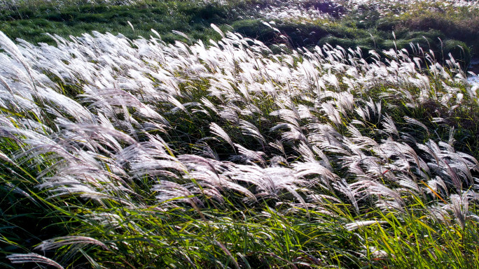 鄱湖秋风 荻花白