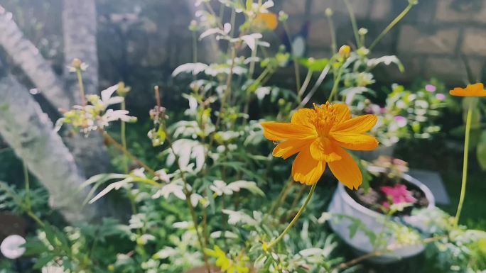 阳光照射下绚丽多彩的波斯菊小黄花