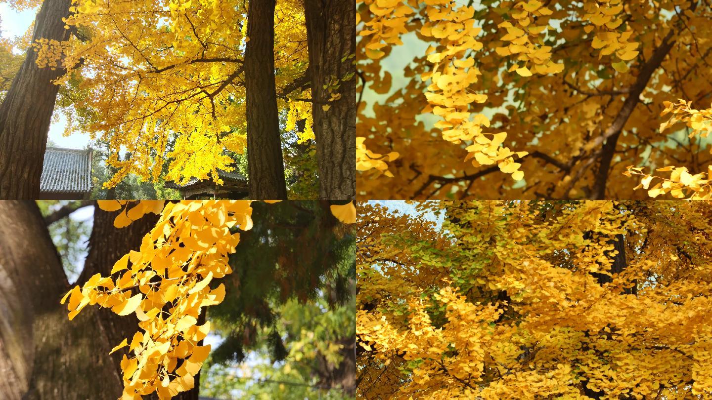 秋天拍摄银杏树