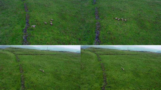 草原上行走玩耍的可爱温顺羊群和谐温暖旅行