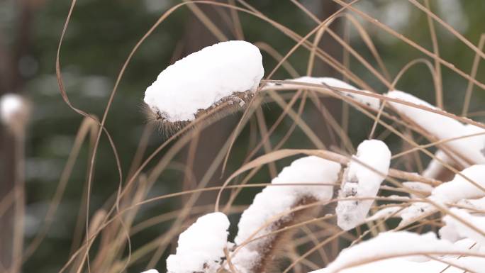 4k冬季树林草地落雪素材