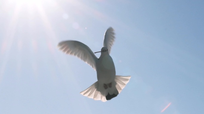 鸽子 白鸽 飞翔 转场 鸟