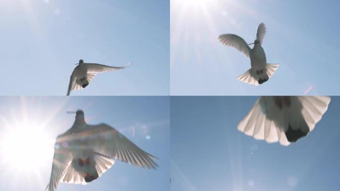 鸽子 白鸽 飞翔 转场 鸟