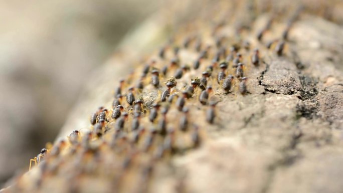 白蚁大自然生物蚁群蚂蚁团结