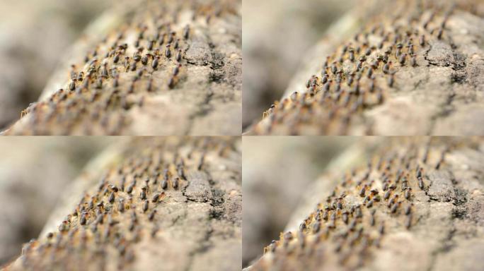 白蚁大自然生物蚁群蚂蚁团结