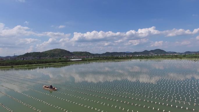 航拍珍珠养殖水面原素材