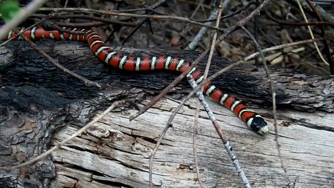 亚利桑那山金蛇大自然野外毒蛇