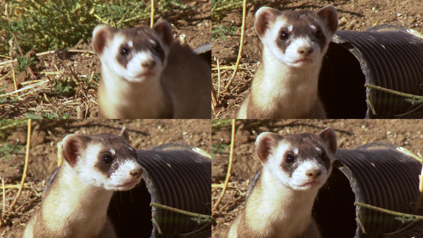 野生動物國家黑腳雪貂保護中心