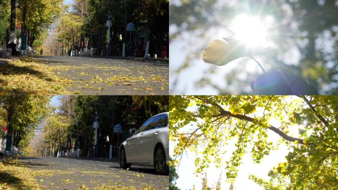 秋天街道落叶-阳光落叶一片树叶