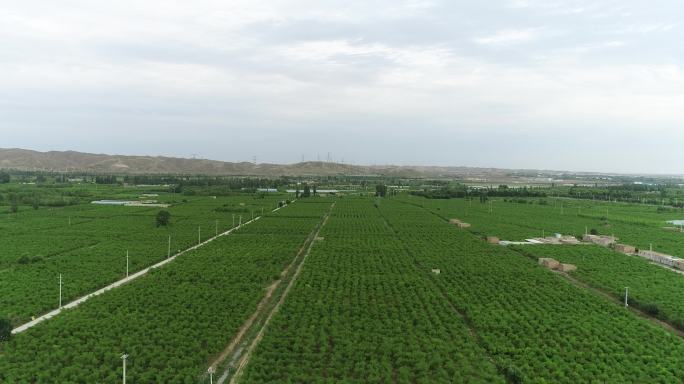 宁夏灵武大秦枣业种植基地绿色大棚航拍4K