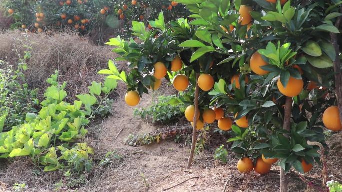 赣南脐橙生态果园树上成熟挂满枝头