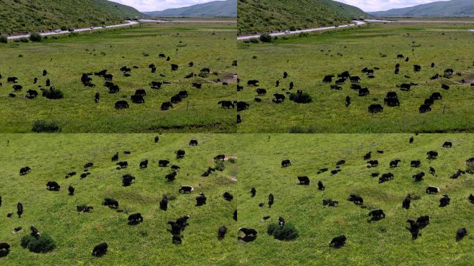 高原牦牛吃草航拍