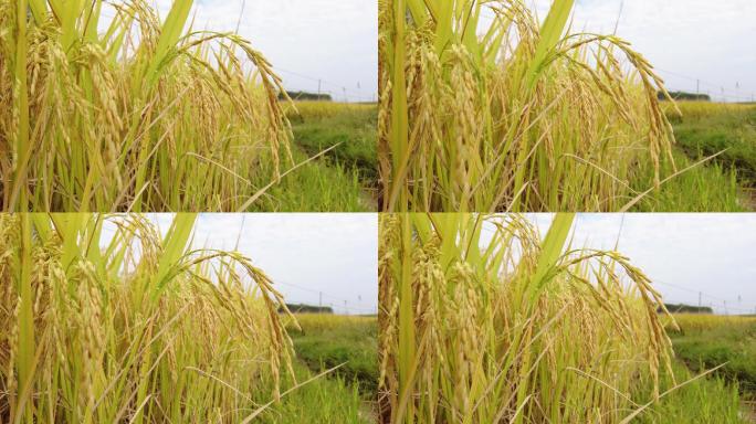 水稻稻谷稻穗生态农业