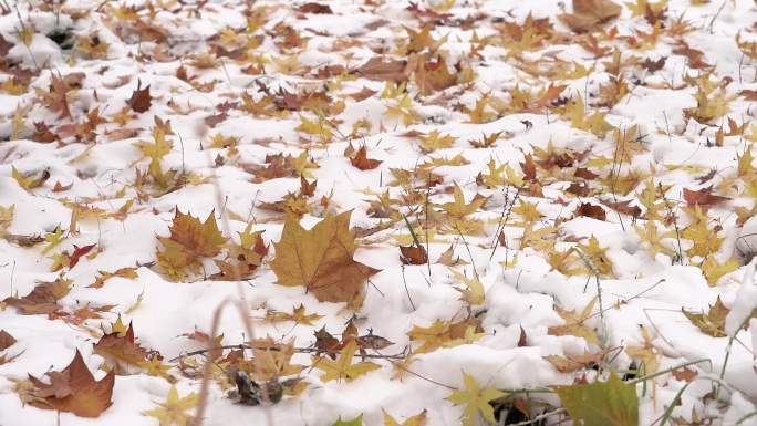 4k冬季雪地落叶升格素材合辑