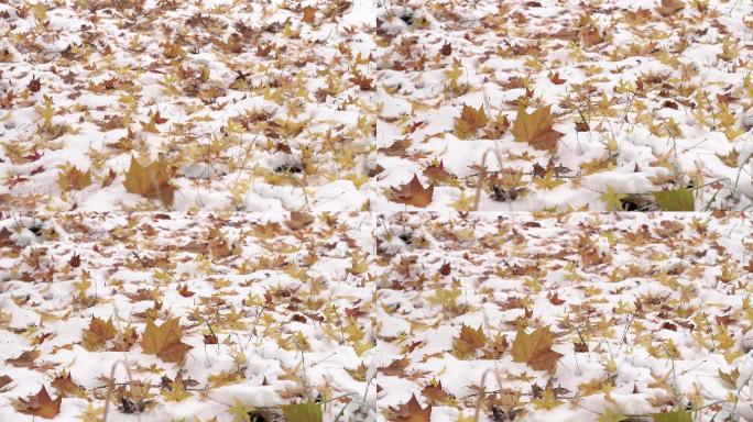 4k冬季雪地落叶升格素材合辑