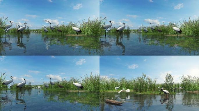 4K三维湿地候鸟动画