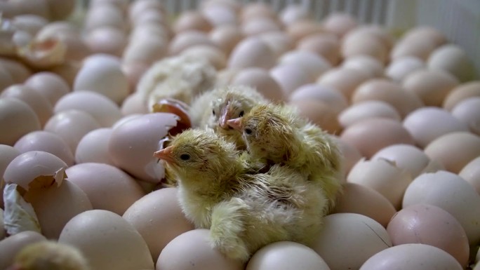 小鸡出壳 鸡苗 孵化小鸡 鸡蛋 生命诞生
