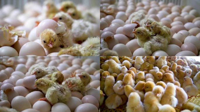 小鸡出壳 鸡苗 孵化小鸡 鸡蛋 生命诞生