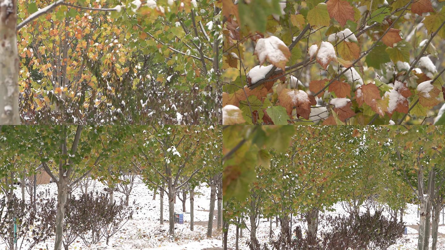 4k冬季树林雪地素材空镜升格镜头