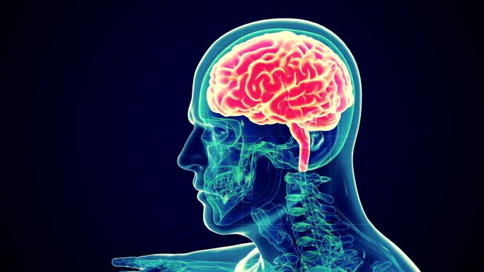 男性人脑扫描大脑透射三维成像3D模型