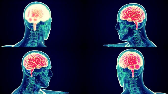 男性人脑扫描大脑透射三维成像3D模型