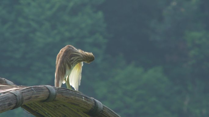 仙湖植物园的鹭