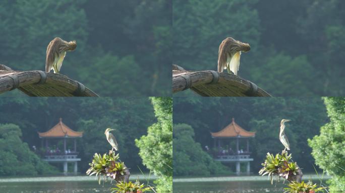 仙湖植物园的鹭