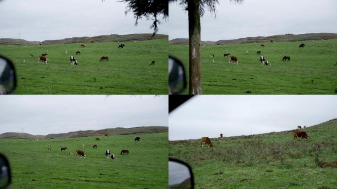 从车里看草原牛羊绿色安静旅游大自然宣传