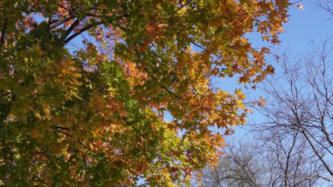 秋天、红叶、枫树