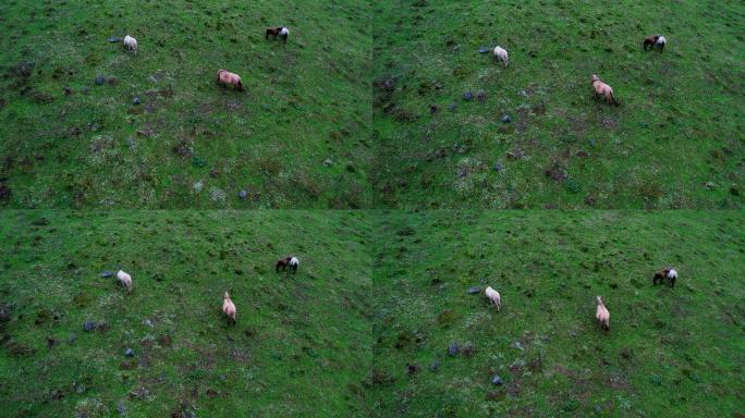 航拍牛羊马吃草奔跑活力年轻旅游乌蒙大草原